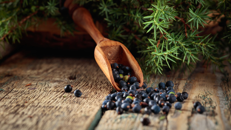 Juniper berries in a wooden spoon