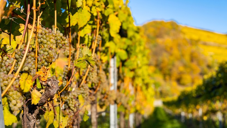 Gruner Veltliner near the Danube