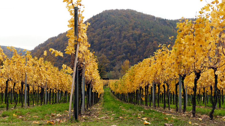 Wachau Valley Gruner Veltliner vineyard