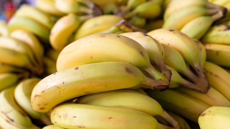 bundles of Cavendish bananas