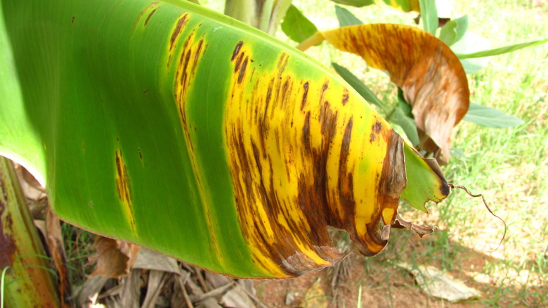 banana plant with Panama disease