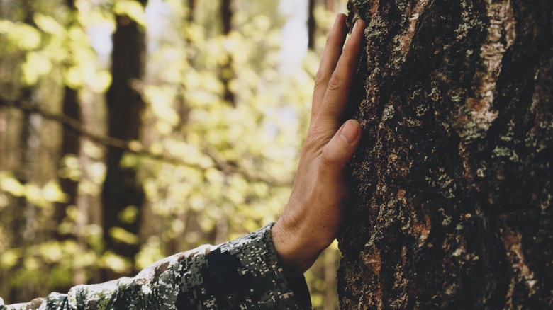 Hand touching tree