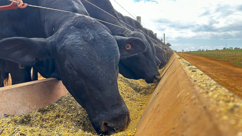 A line of cattle from a large feed trough