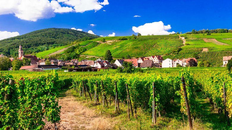 vineyard in Alsace