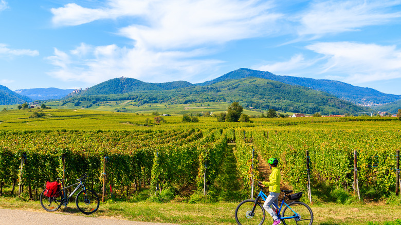 Vosges Mountains in the background