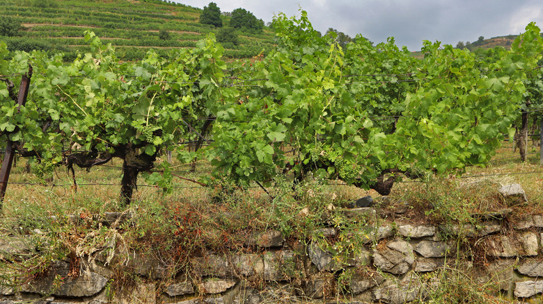 Austrian grapevines