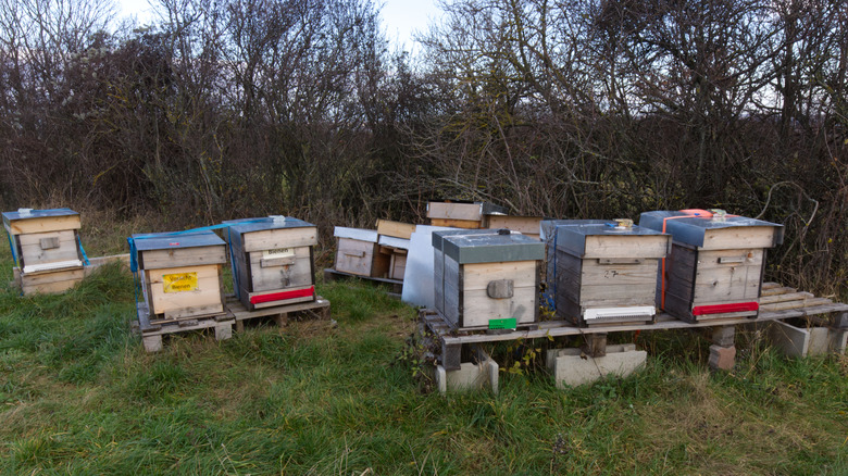 Beehives near Austrian vineyard