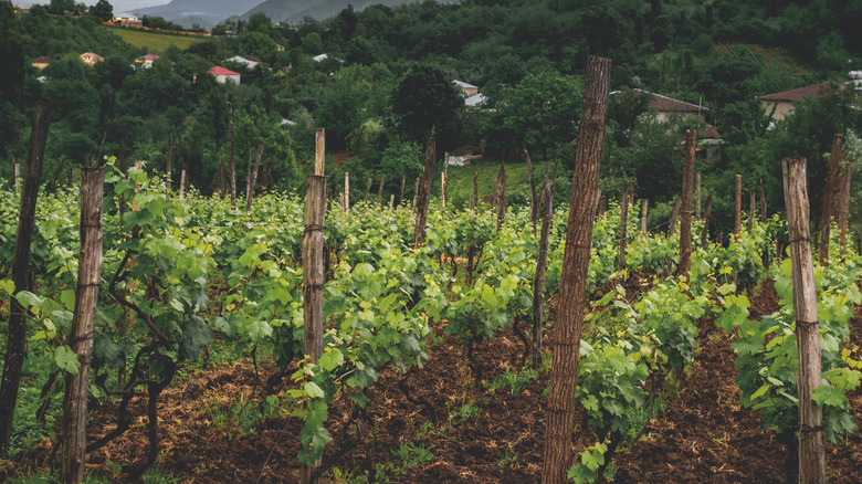 Organic vineyard in Georgia