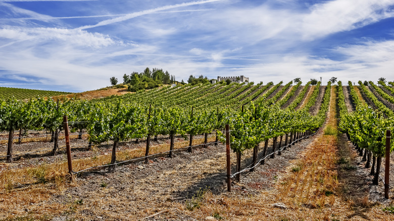 Cabernet sauvignon growing in Paso Robles