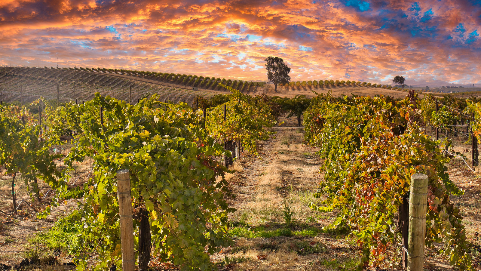 The Beginner's Guide To California's Paso Robles Wine