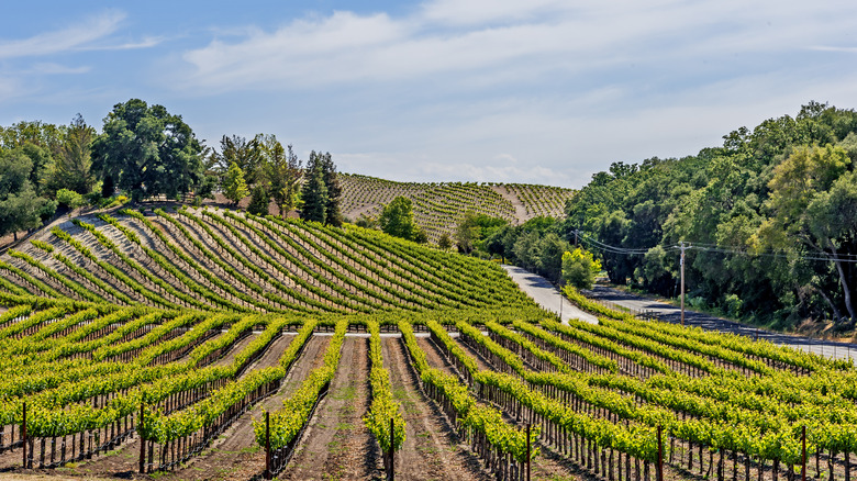 Vineyards of Paso Robles