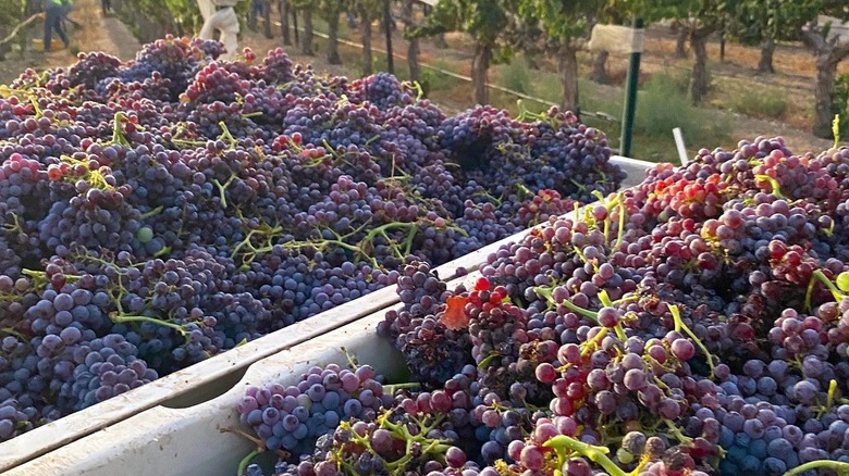 Grapes at Cass Winery