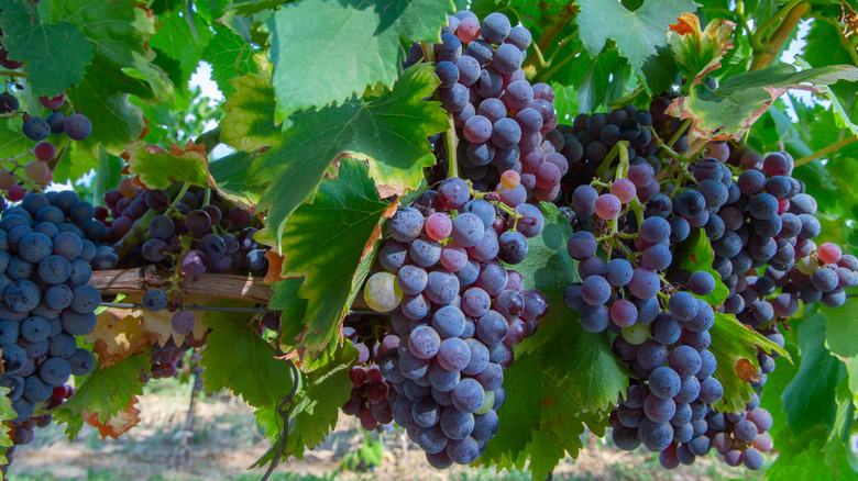 Carignan grapes on vine