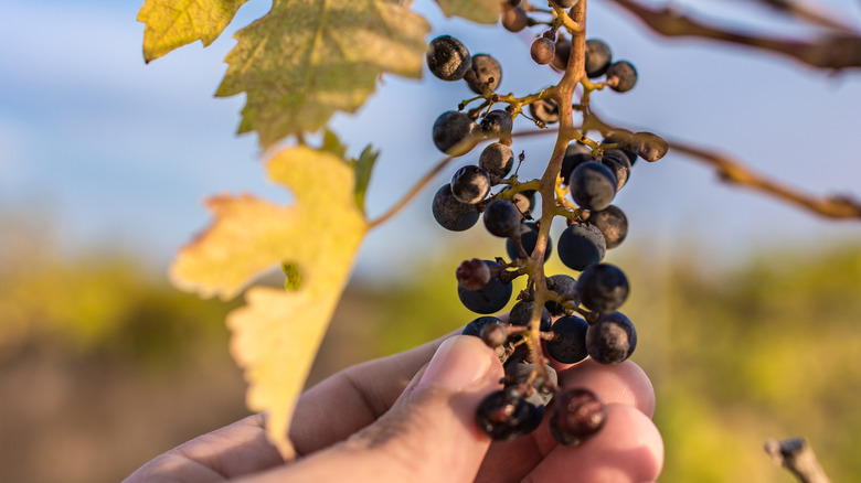 Climate change affected grapes