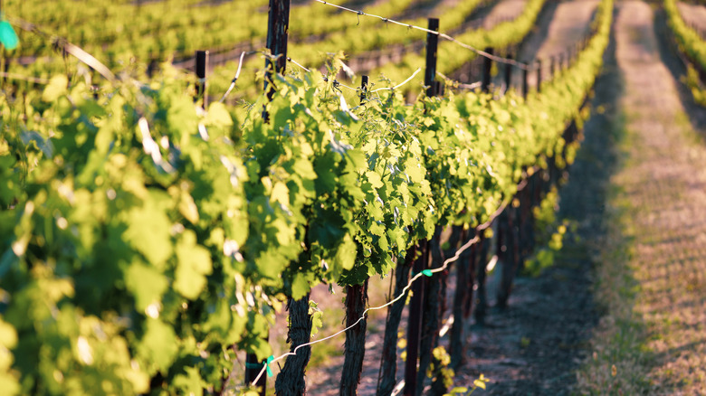 Vineyards in Paso Robles