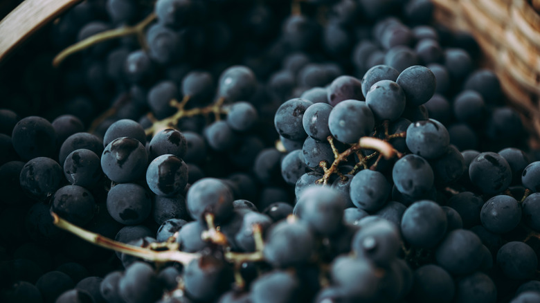 Saperavi grapes in basket