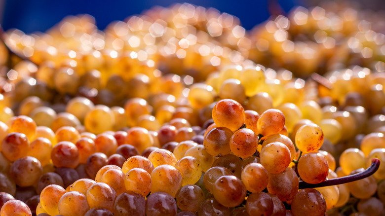 Rkatsiteli grapes from Georgia