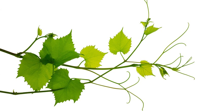 Grapevines on white background