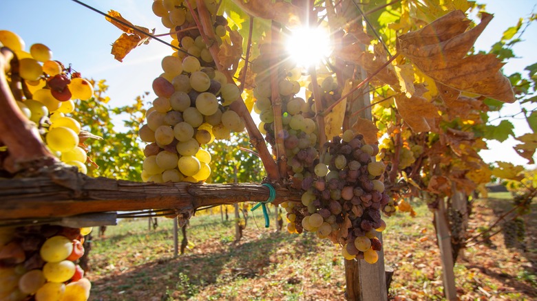 Tokaj wine grapes vineyard