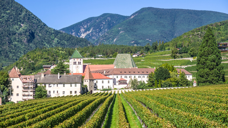 South Tyrol town with vineyards