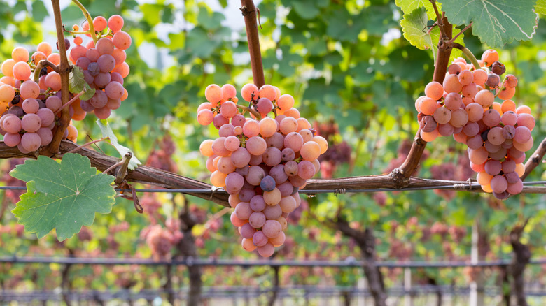 pink gewürztraminer grapes on vine