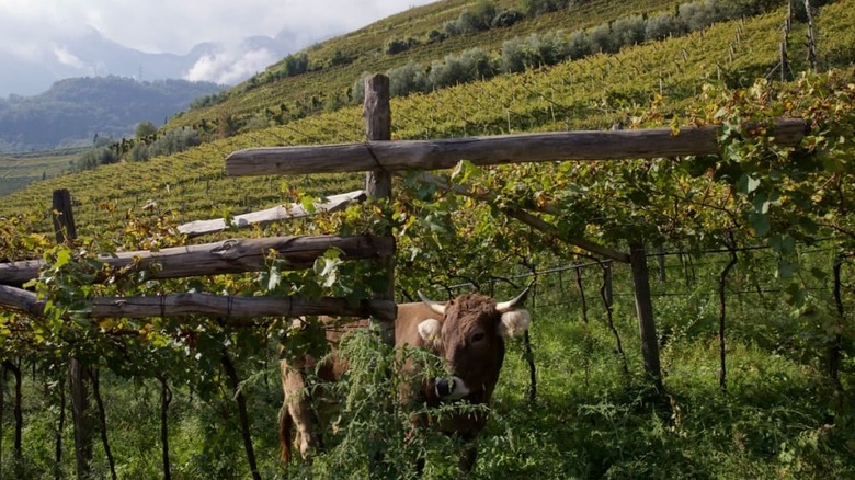 cows in South Tyrol vineyard