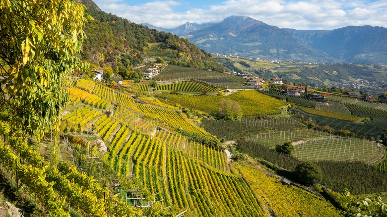 hilly vineyards in South Tyrol