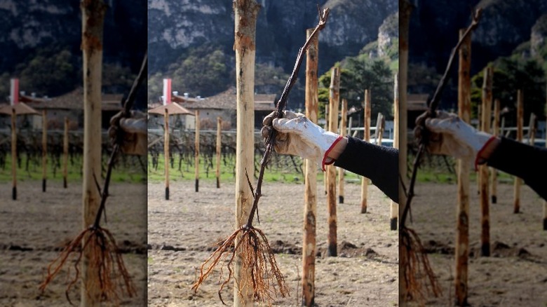 vine root stock