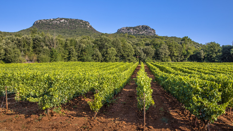 Vineyard in Languedoc with mountains