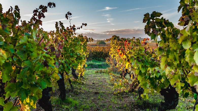 Vineyard in Languedoc