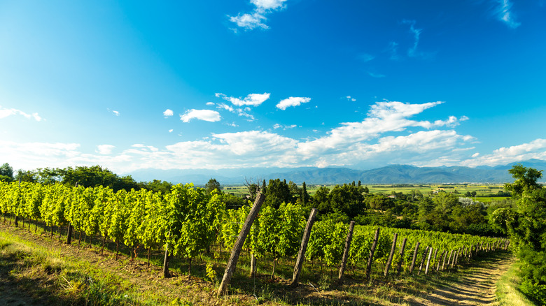 Vineyard in Languedoc, France