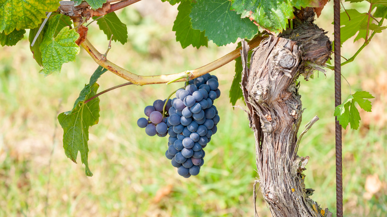 Grape bunch in vineyard in Languedoc