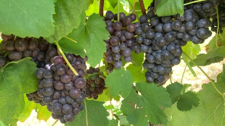 Texas grapes