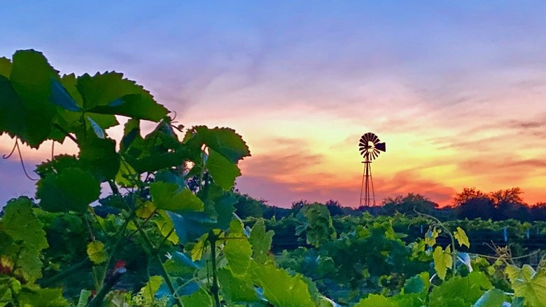 Texas vineyard sunset