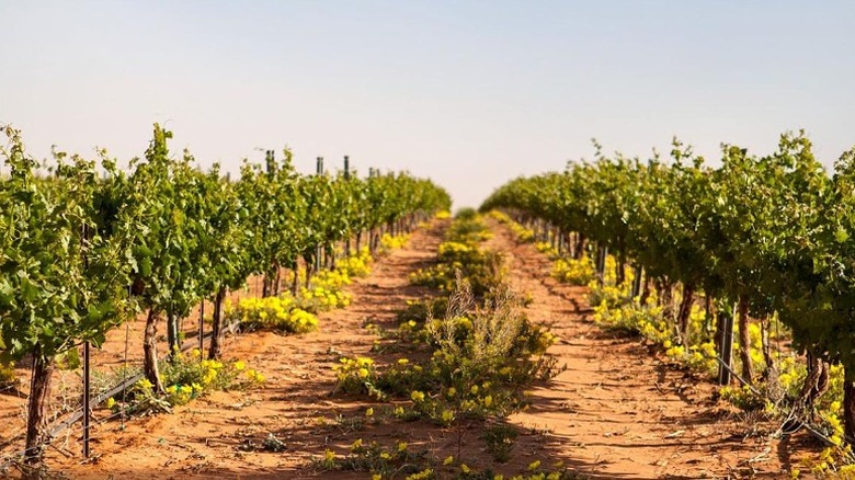 Texas vineyard