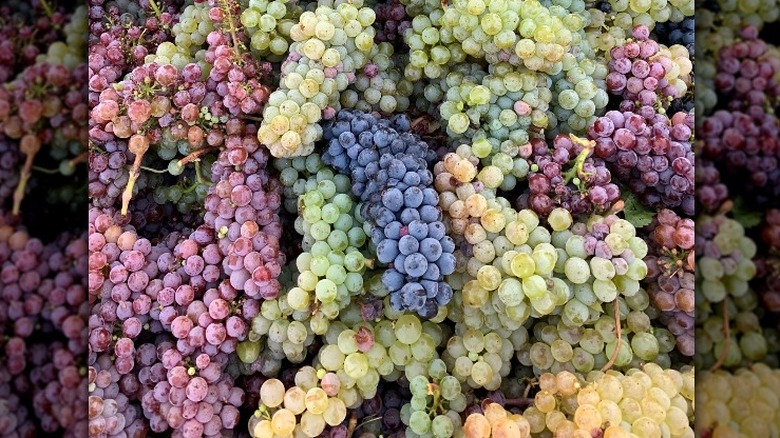 Field blend of Willamette grapes