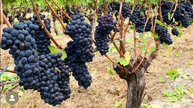 Purple grapes on vines