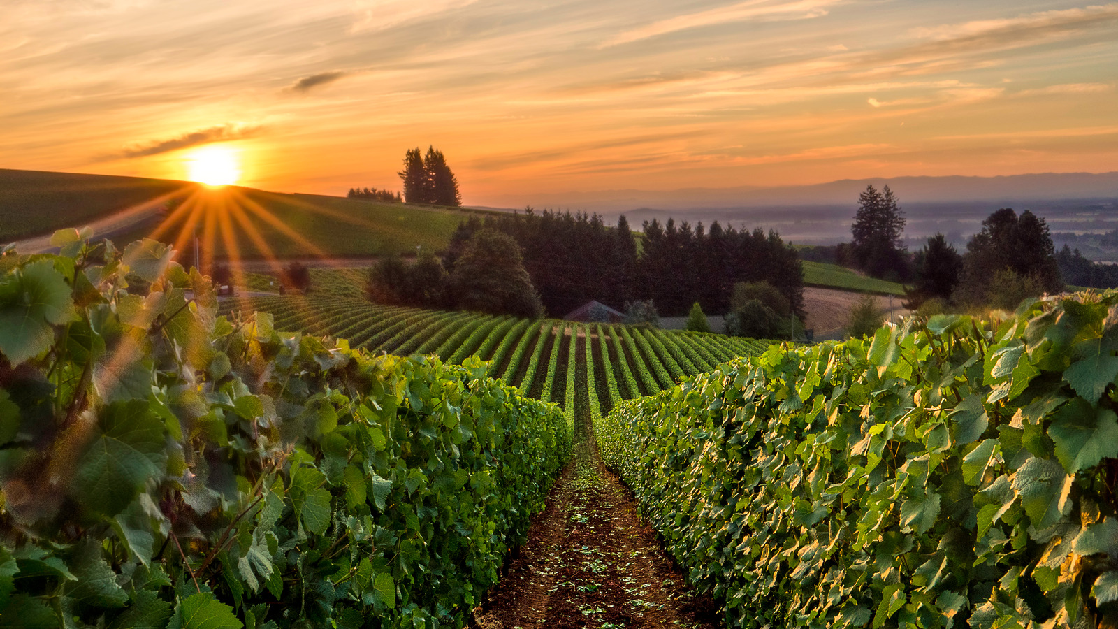 The Beginner's Guide To Willamette Valley Wines