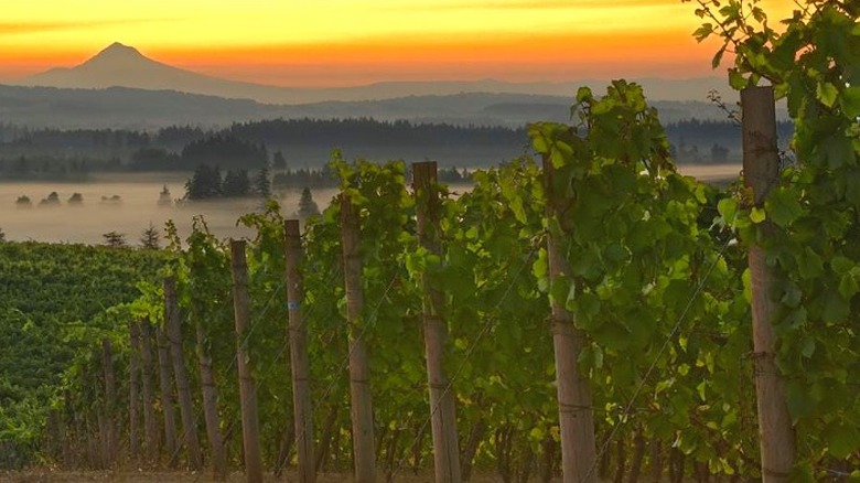 Pinot noir in vineyard