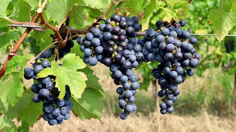 Cabernet Franc grapes on the vine