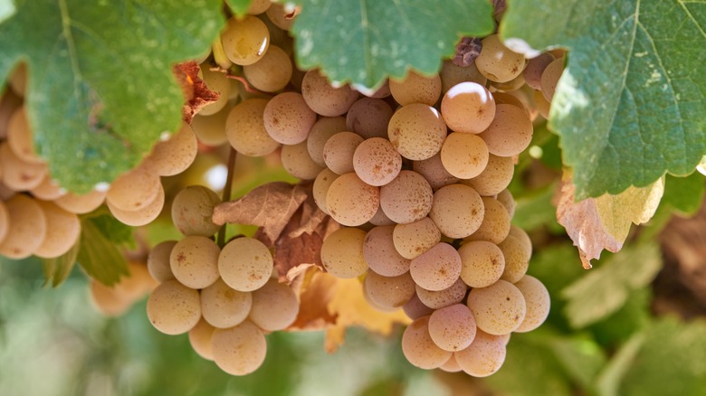 Bunch of gewürztraminer grapes