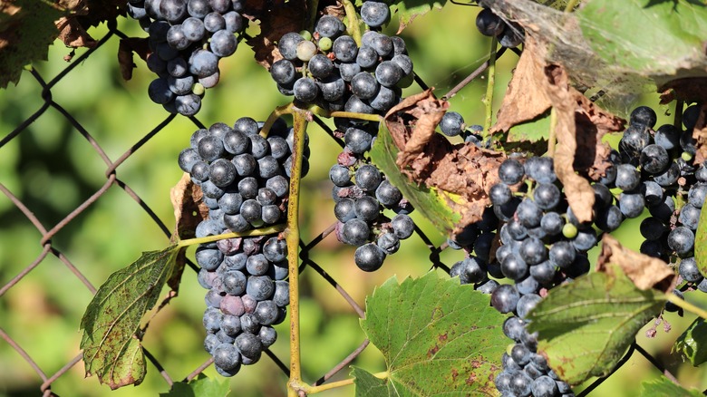 Baco noir wine grapes on the vine