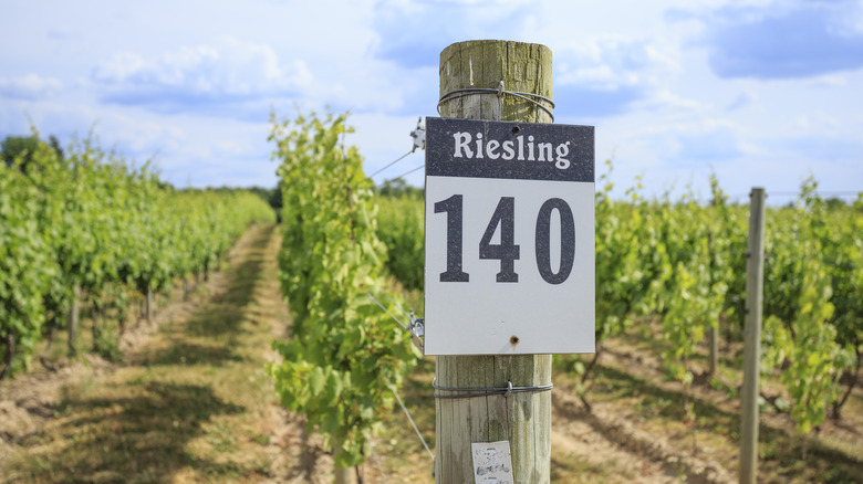 Finger Lakes riesling vines