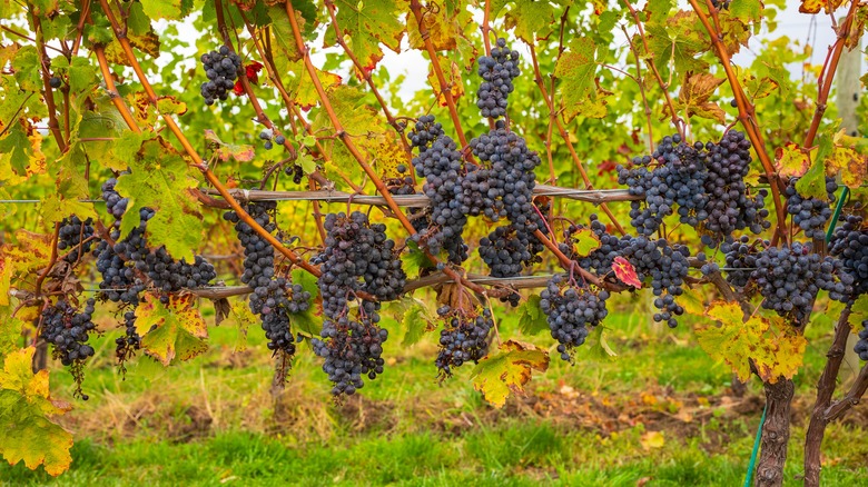 Grapes growing in Finger Lakes vineyard