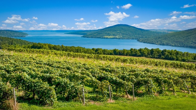 Finger Lakes vineyard and surrounding scenery