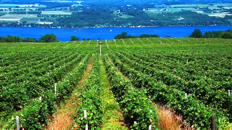 Finger Lakes vineyard and scenery