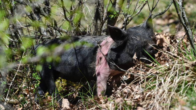 Norcia pig