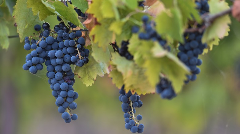 Sagrantino on the vine