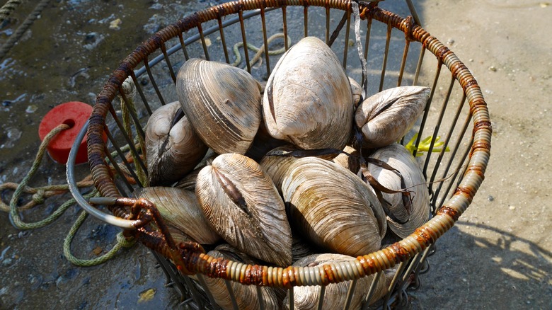 Basket full of quahog clams