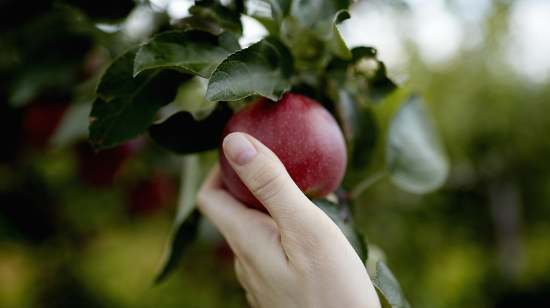 Woman picking an apple